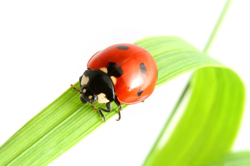 Coccinelle