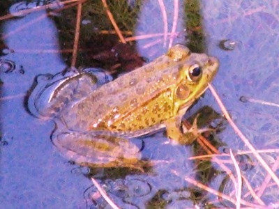 Grenouille