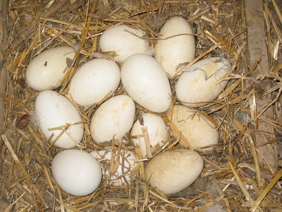 L'oeuf qui précéda la poule