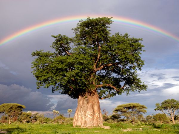 Arbre National Géographic