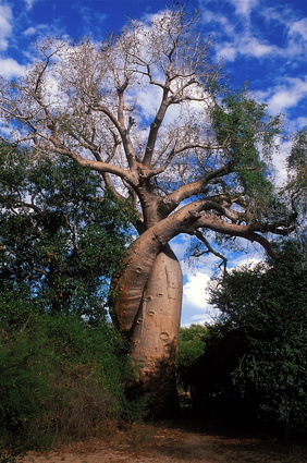 Arbre transgénérationnel