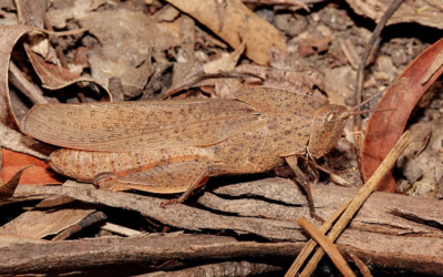 Grande sauterelle Gumleaf Grasshoppers