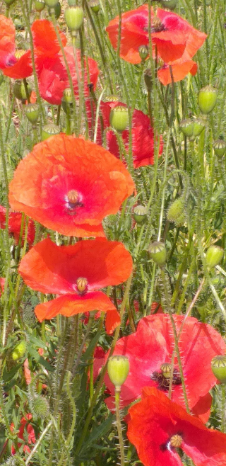 Coquelicots